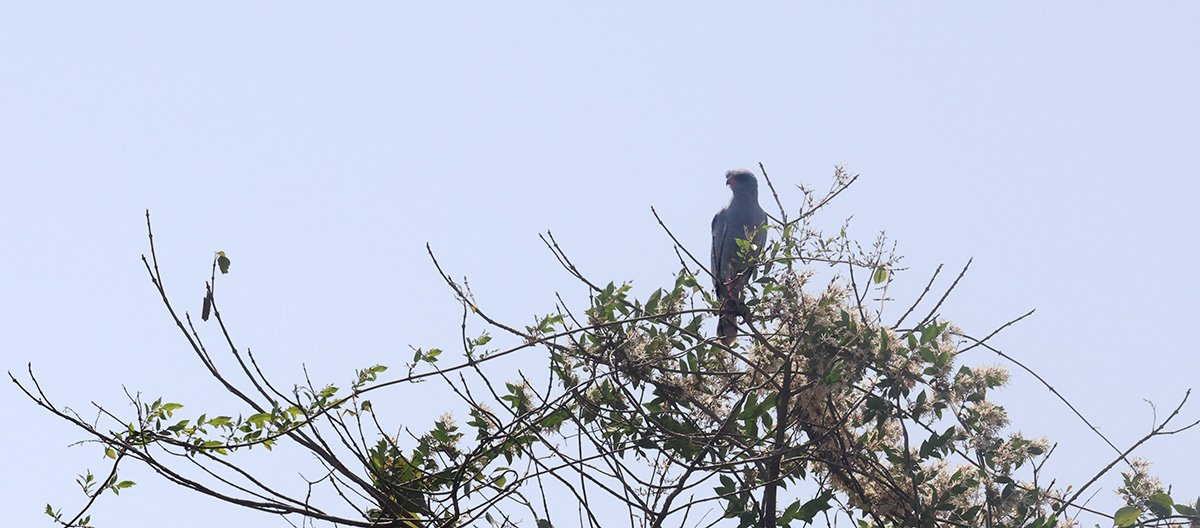 Dark Chanting Goshawk